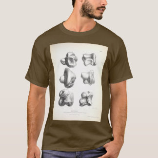 T-shirt Zoologie du voyage de HMS Beagle 1840 Fossi