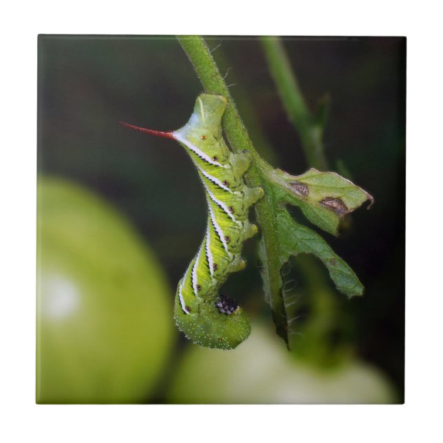 Tabak Hornworm Raupen-Keramik-Foto-Fliese Fliese (Vorderseite)