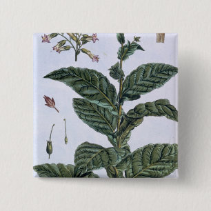 Tabak-Pflanze, Platte 7, 'von der Sammlung Button