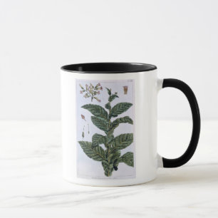 Tabak-Pflanze, Platte 7, 'von der Sammlung Tasse