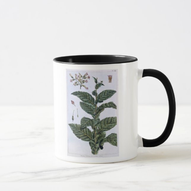 Tabak-Pflanze, Platte 7, 'von der Sammlung Tasse (Rechts)