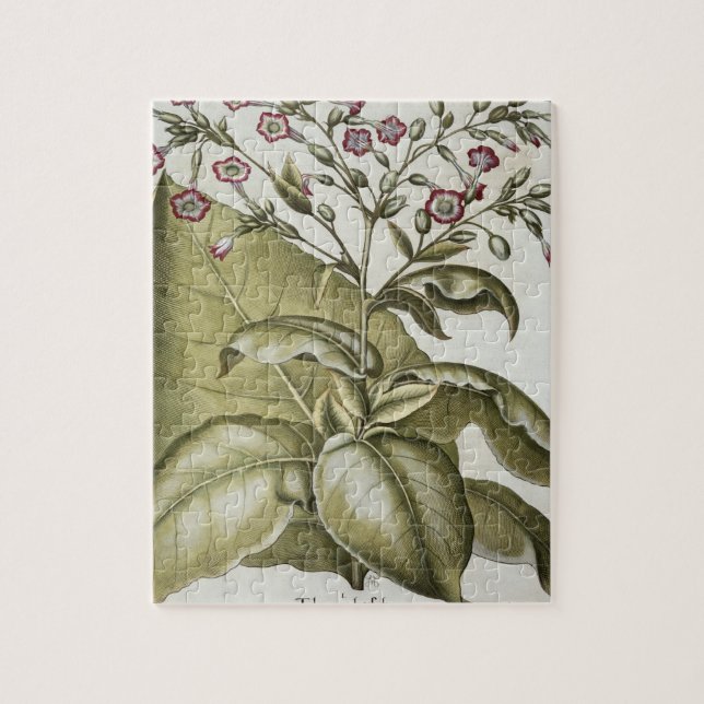 Tabak-Pflanze, vom "Hortus Eystettensis" durch B (Vertikal)