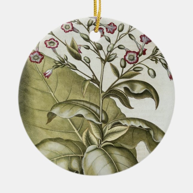 Tabak-Pflanze, vom "Hortus Eystettensis" durch B Keramikornament (Vorne)