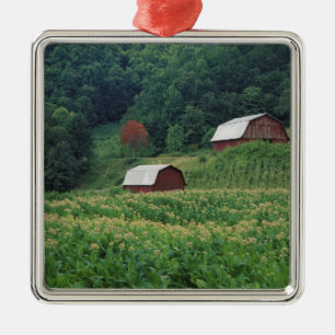 Tabakanbau und Paar roter Tabakscheunen in der Näh Silbernes Ornament