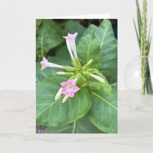 Tabakblüten Karte
