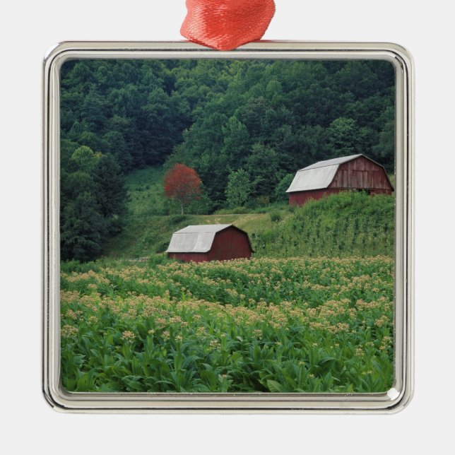 Tabakernte und Paare der roten Tabakscheunen nahe Silbernes Ornament (Vorne)