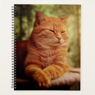 Tabby