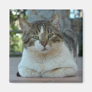 Tabby and White Cat Magnet