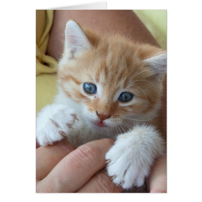 Tabby Baby doux (Devant)