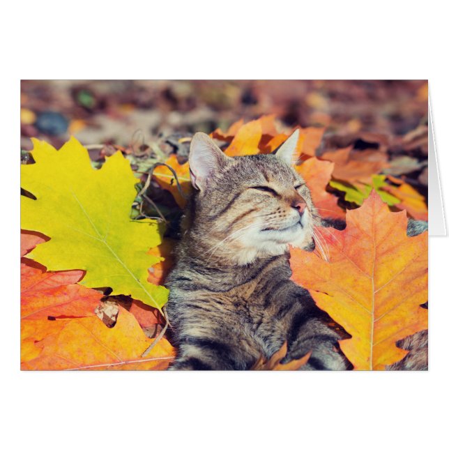 Tabby Basking dans le Foliage (Devant horizontal)