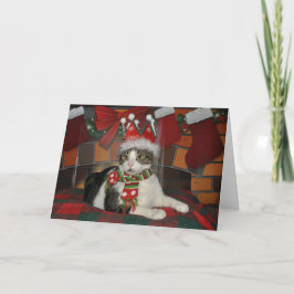 Tabby black and white cat Christmas card Feiertagskarte