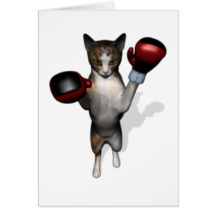 Tabby Boxer