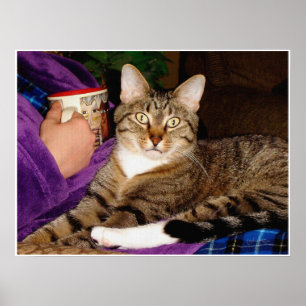 Tabby-Bruch-Plakat Poster