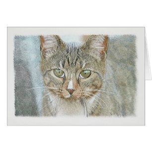 Tabby Cat