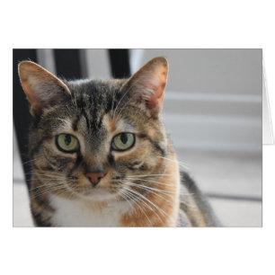 Tabby Cat