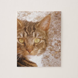 Tabby Cat