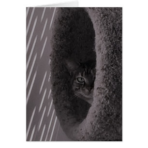Tabby Cat