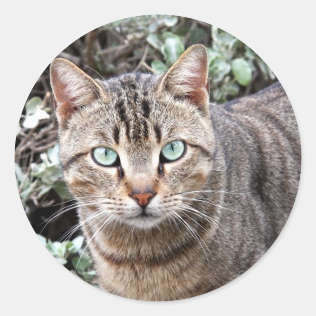 Tabby Cat aux yeux verts gros autocollants (Devant)