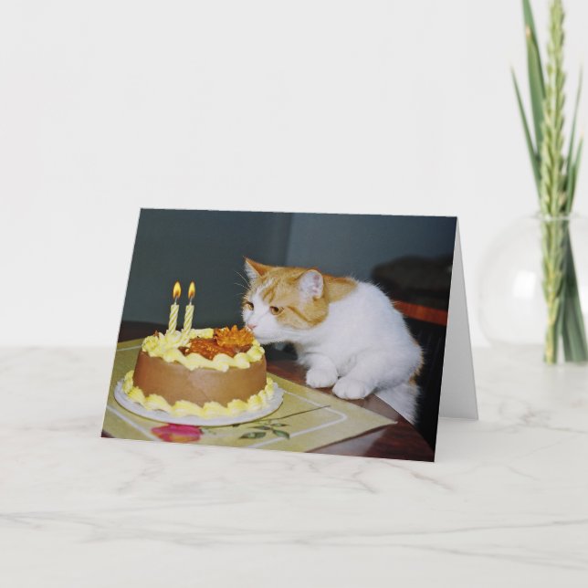 Tabby Cat Birthday Grußkarte Karte (Vorderseite)