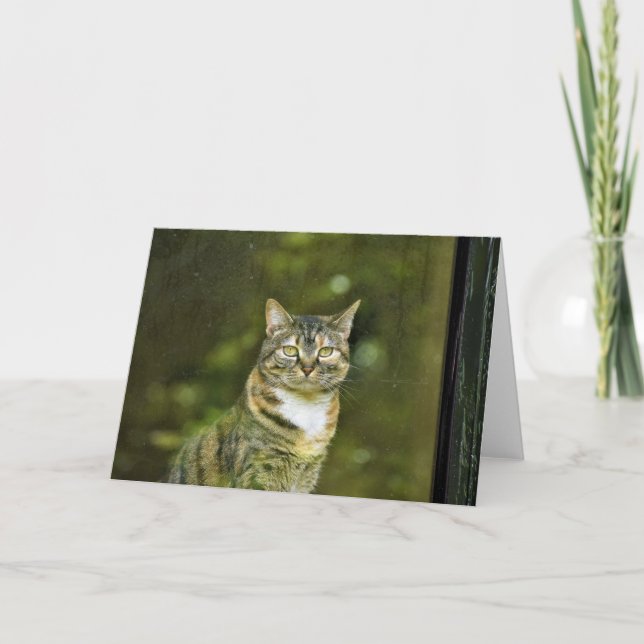 Tabby Cat, carte (Devant)