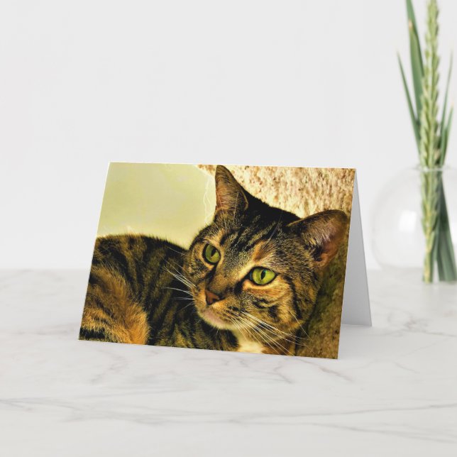 Tabby Cat, carte (Devant)