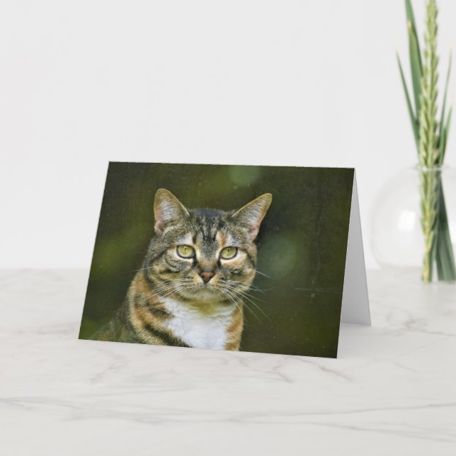 Tabby Cat, carte (Devant)