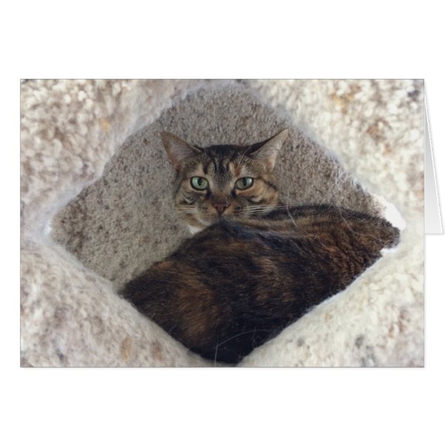 Tabby Cat, carte (Devant horizontal)