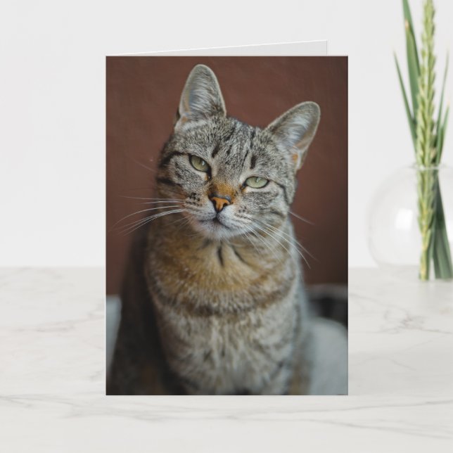 TABBY CAT CARTE D'ANNIVERSAIRE POUR PERSONNE BEAU (Devant)