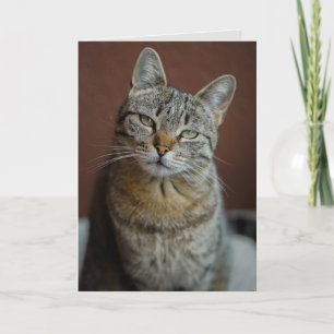 TABBY CAT CARTE D'ANNIVERSAIRE POUR PERSONNE BEAU