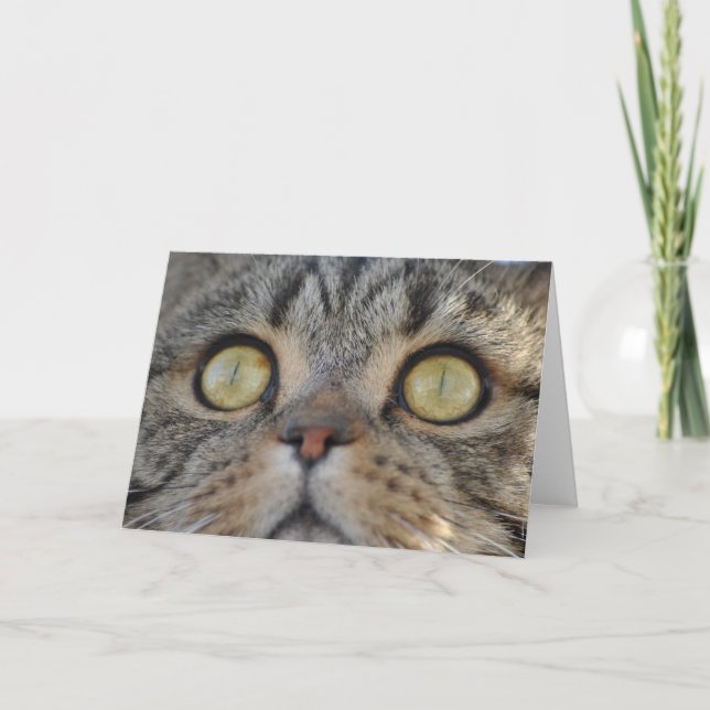 Tabby Cat - Carte de voeux (Devant)