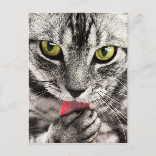 Tabby Cat Feline Green Eyes Nah up Licking Paw Postkarte