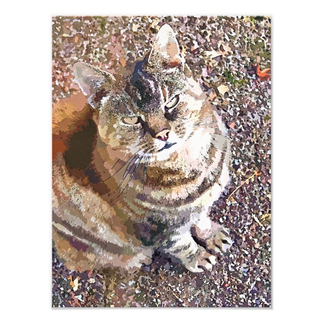 TABBY CAT FOTODRUCK (Vorne)