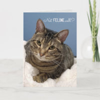 Tabby Cat Get Well