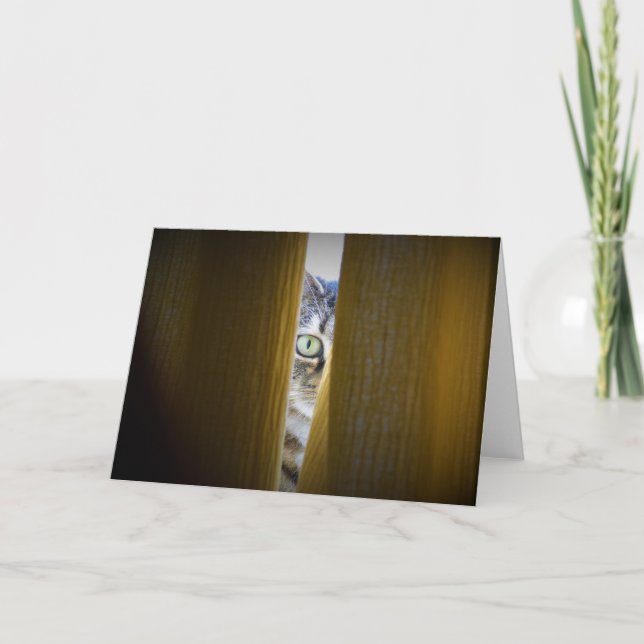 Tabby Cat, Karte (Vorderseite)