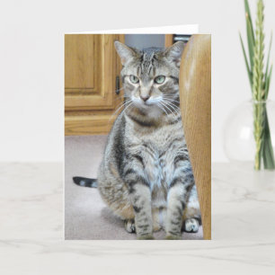 Tabby Cat Karte