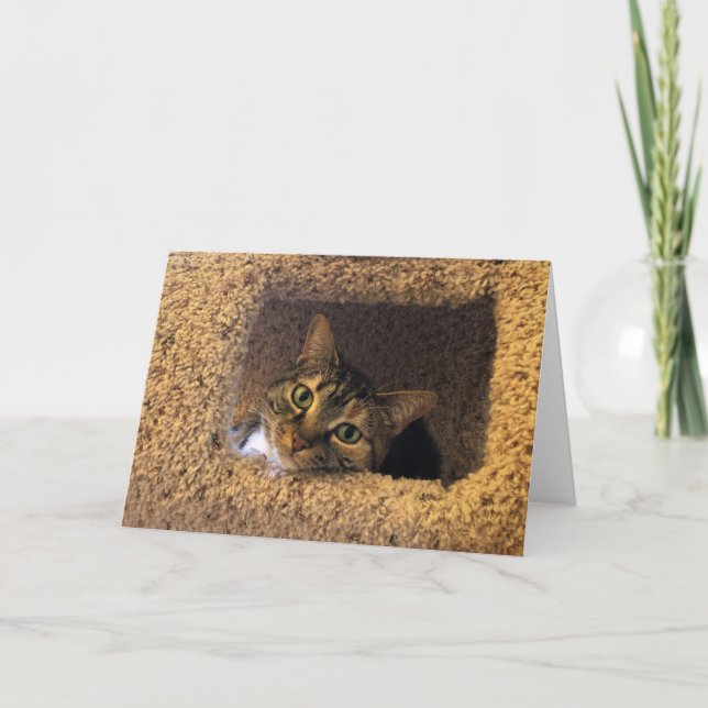 Tabby Cat, Karte (Vorderseite)