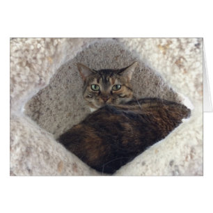 Tabby Cat, Karte