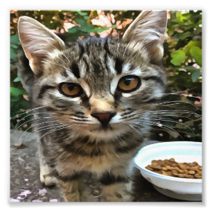 Tabby Cat Kitten Augenkontakt Fotodruck
