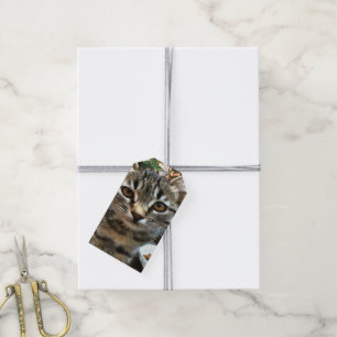 Tabby Cat Kitten Augenkontakt Geschenkanhänger