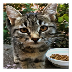 Tabby Cat Kitten Augenkontakt Poster