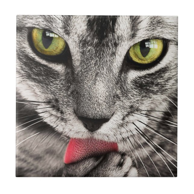 Tabby Cat Licking Paw Fliese (Vorderseite)