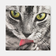 Tabby Cat Licking Paw