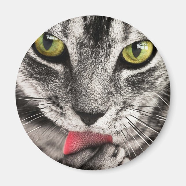 Tabby Cat Licking Paw Magnet (Vorne)