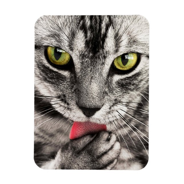 Tabby Cat Licking Paw Magnet (Vertikal)