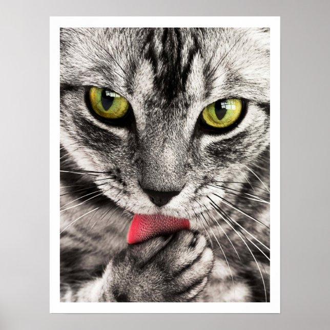 Tabby Cat Licking Paw Poster (Vorne)