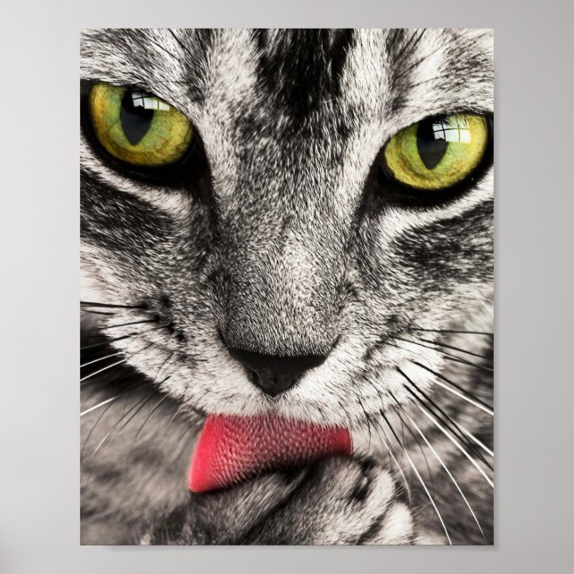 Tabby Cat Licking Paw Poster (Vorne)
