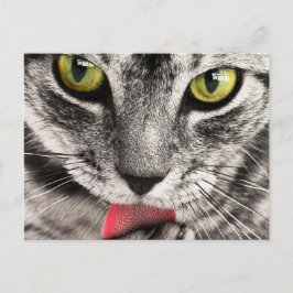 Tabby Cat Licking Paw Postkarte
