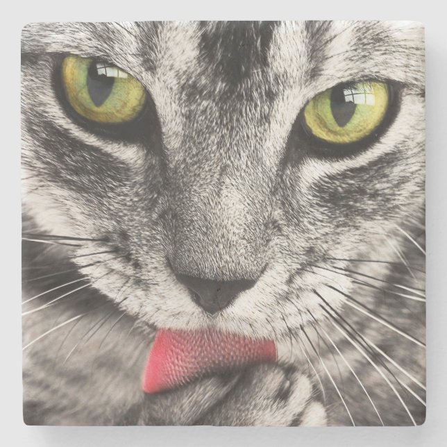 Tabby Cat Licking Paw Steinuntersetzer (Vorderseite)