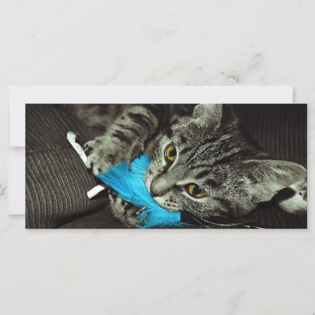 Tabby Cat mit Feather von Shirley Taylor (Vorderseite)