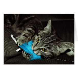 Tabby Cat mit Feather von Shirley Taylor
